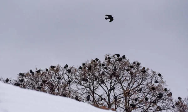 Ein Schwarm Krähen Sitzt Winter Auf Einem Baum — Stockfoto