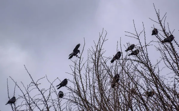 Una Bandada Cuervos Sienta Árbol Invierno — Foto de Stock