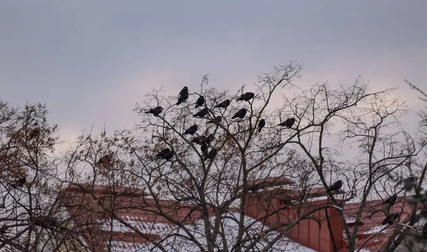 Una Bandada Cuervos Sienta Árbol Invierno —  Fotos de Stock