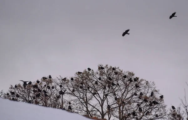 Bir Karga Sürüsü Kışın Ağaçta Oturur — Stok fotoğraf