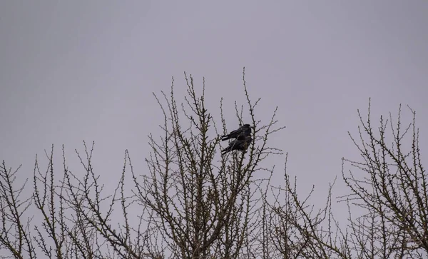 Una Bandada Cuervos Sienta Árbol Invierno — Foto de Stock
