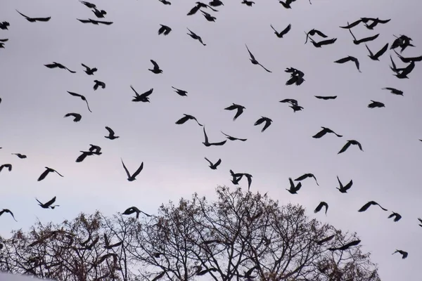 Eine Riesige Schar Krähen Fliegt Den Winterhimmel — Stockfoto