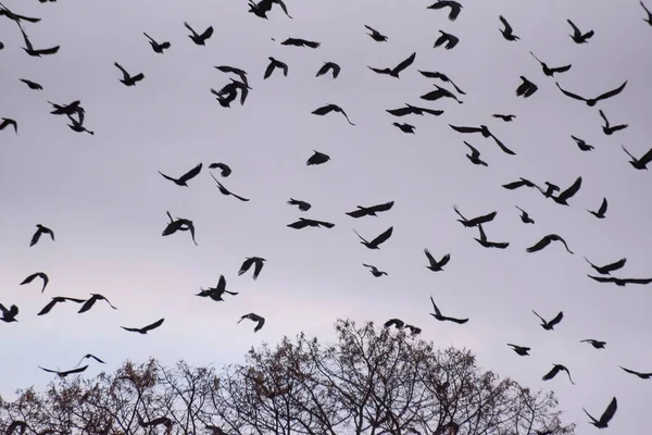 Eine Riesige Schar Krähen Fliegt Den Winterhimmel — Stockfoto