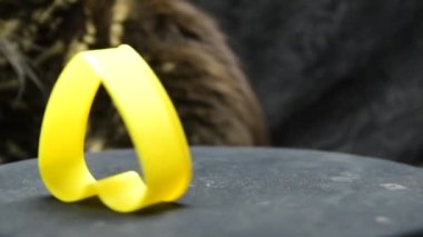 Maine Rakun kedi yavrusu plastik bir kalple oynar.