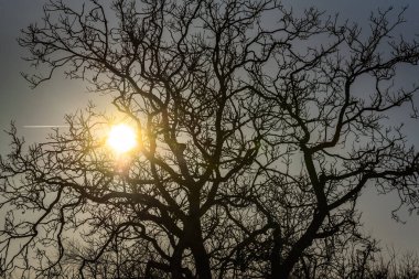 Güneş, büyük bir ağacın tacını delip geçer.