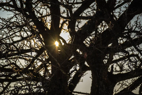 Ήλιος Διαπερνά Στέμμα Ενός Τεράστιου Δέντρου — Φωτογραφία Αρχείου