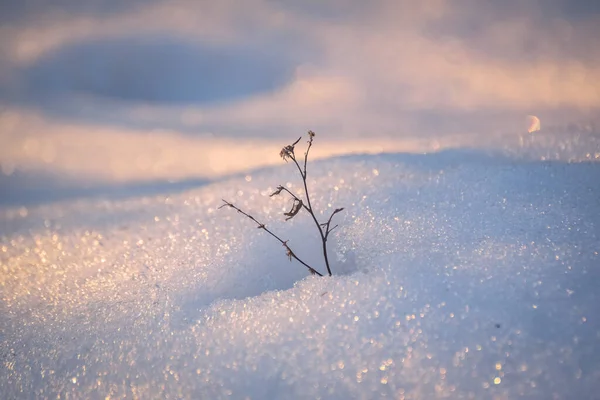 Блискуча Польова Рослина Зимовий Сонячний День — стокове фото
