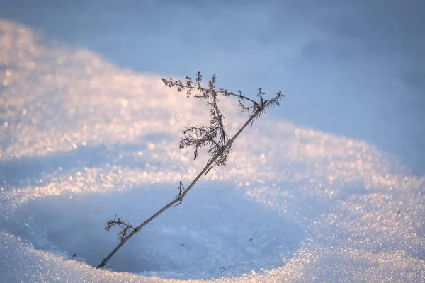 Planta Campo Brillante Día Soleado Invierno —  Fotos de Stock