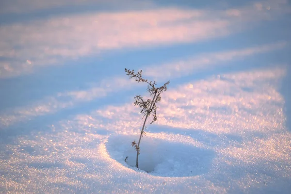 Pianta Campo Lucente Una Giornata Sole Invernale — Foto Stock