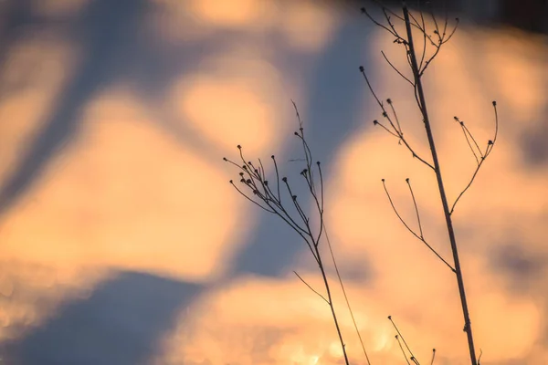 Planta Campo Brillante Día Soleado Invierno — Foto de Stock