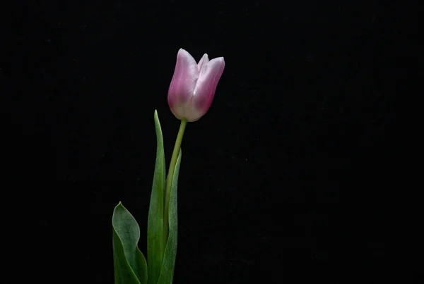 Tulipa Rosa Vaso Fundo Escuro — Fotografia de Stock