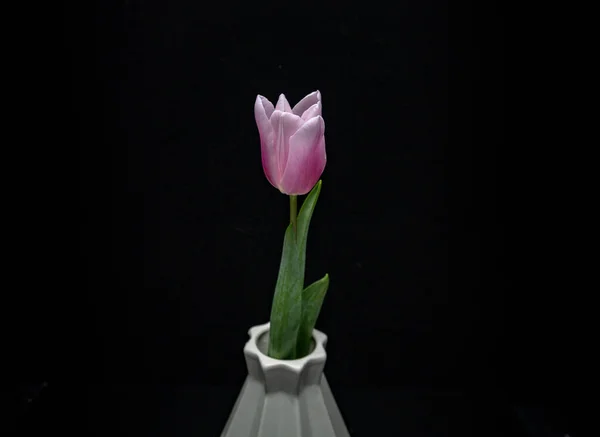 Tulipa Rosa Vaso Fundo Escuro — Fotografia de Stock