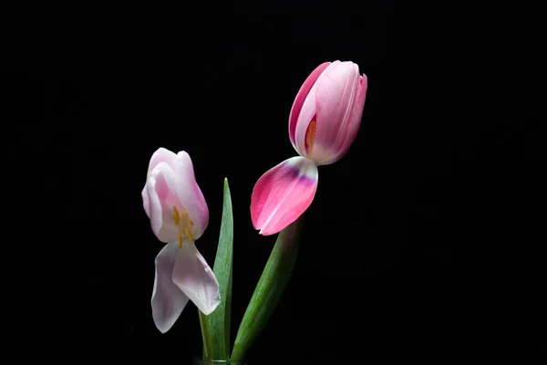 Dos Tulipanes Rosados Con Pétalos Abiertos — Foto de Stock