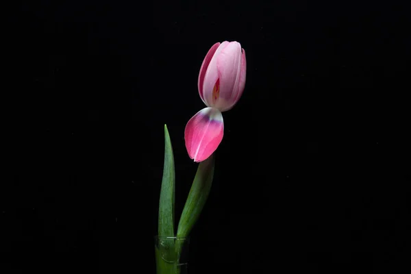 Roze Tulp Een Vaas Een Donkere Achtergrond — Stockfoto