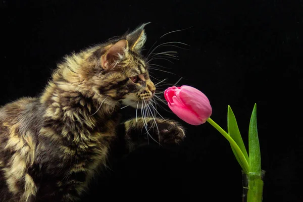 Maine Coon Kitten Playing Tulip — Stock Photo, Image