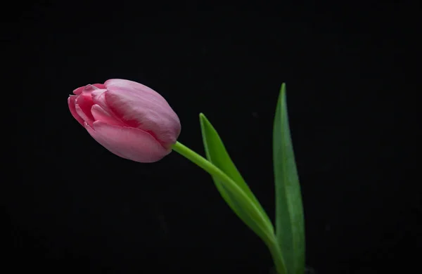 Tulipán Rosa Jarrón Sobre Fondo Oscuro — Foto de Stock