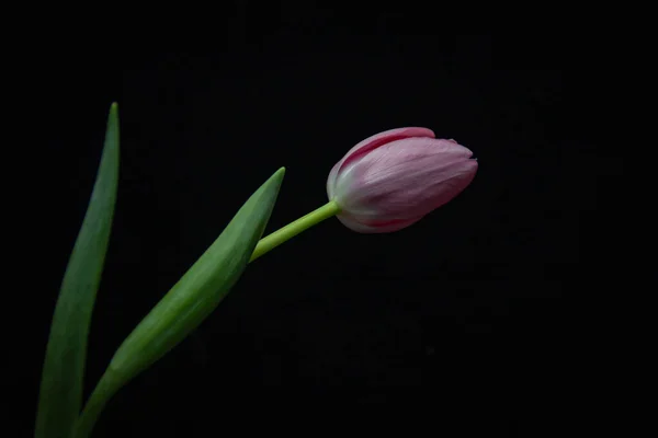 Tulipán Rosa Jarrón Sobre Fondo Oscuro — Foto de Stock