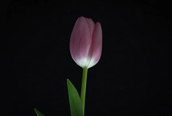 Ροζ Τουλίπα Βάζο Σκούρο Φόντο — Φωτογραφία Αρχείου