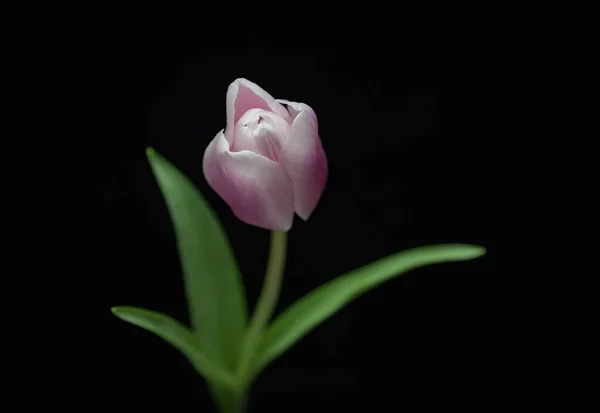 Ροζ Τουλίπα Βάζο Σκούρο Φόντο — Φωτογραφία Αρχείου