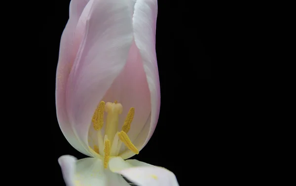 Рожевий Тюльпан Вазі Темному Тлі — стокове фото