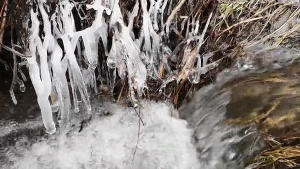 Gesmolten Sneeuw Een Bergbosbeek Verzadigd Met Mineralen — Stockvideo