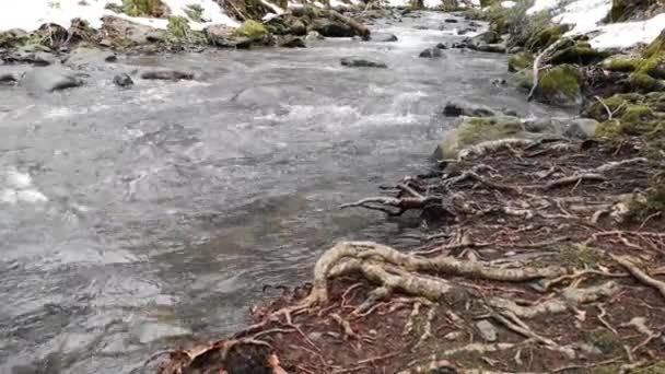 Dağlık Bir Ormanda Eriyen Kar Minerallerle Dolu — Stok video