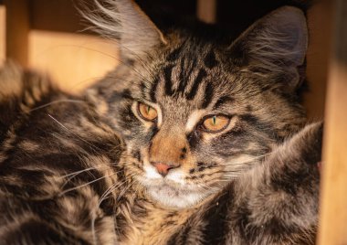 Bir Maine Rakunu 'nun portresi bilye kaplı kedi yavrusu rengi