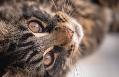 Bir Maine Rakunu 'nun portresi bilye kaplı kedi yavrusu rengi