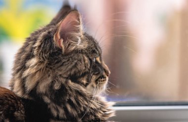 Bir Maine Rakunu 'nun portresi bilye kaplı kedi yavrusu rengi