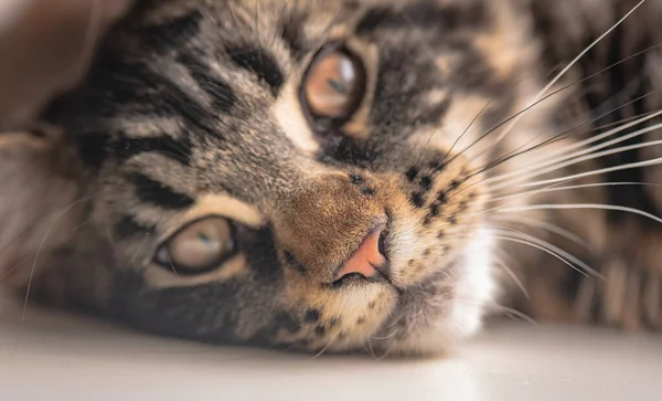 고양이의 모습은 얼룩덜룩 — 스톡 사진