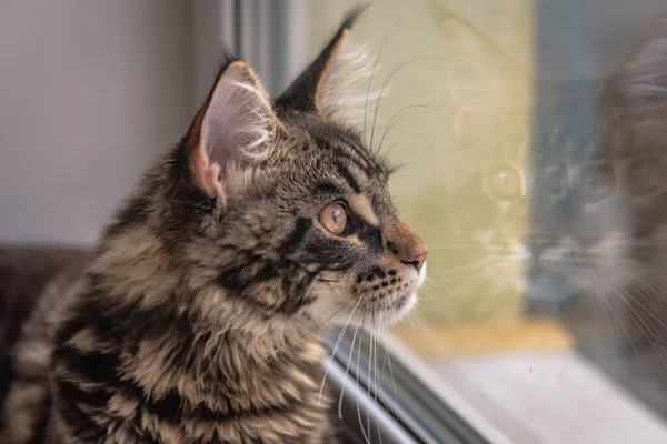 Penceresinde Yansıması Olan Maine Rakun Kedi Portresi — Stok fotoğraf