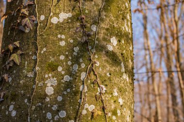 Kayın ağacında yeşil sarmaşık yaprakları