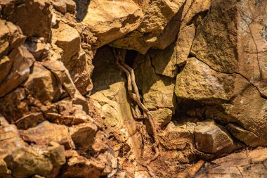 Dev bir ağaç kökleriyle kayaya tutunur.