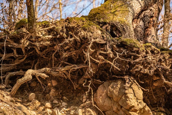 A huge tree clings to the rock with its roots