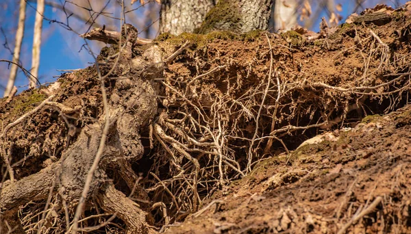 Величезне Дерево Чіпляється Скелі Його Корінням — стокове фото