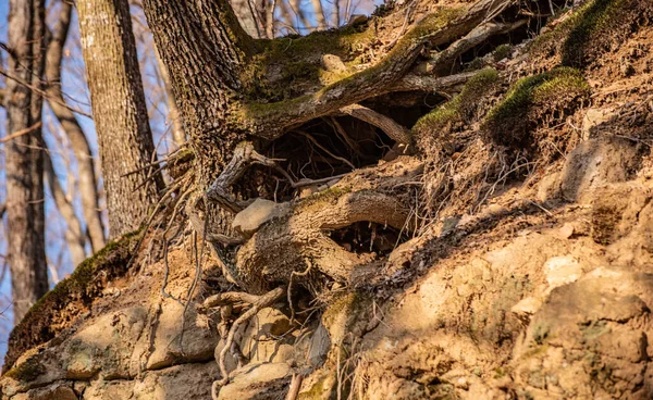 Obrovský Strom Visí Skále Kořeny — Stock fotografie