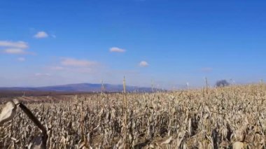 Dağlardaki bir tarlada hasat edilmemiş mısır