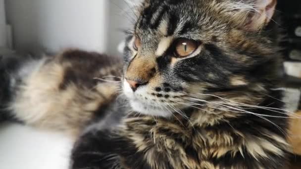 Maine Coon Chaton Renifler Air — Video