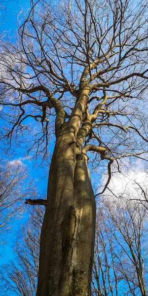 Fagi Pădurea Munte Primăvară — Fotografie, imagine de stoc