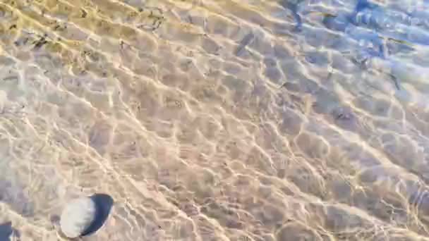 Hegyi Folyó Hullámai Napfényben Úsznak — Stock videók