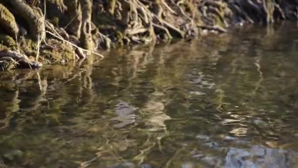 Rötter Från Ett Gammalt Träd Vid Bergsflod — Stockvideo