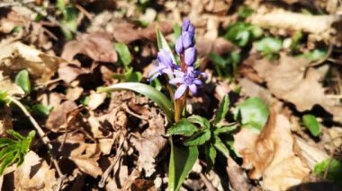 Çiçekli Scilla bifolia çiçekleri Arıyla