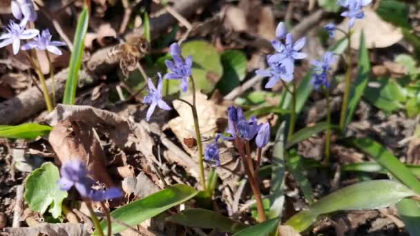 Kwitnące Kwiaty Scilla Bifolia Pszczołą — Wideo stockowe