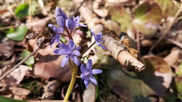 Floreciendo Scilla Bifolia Flores Con Una Abeja — Vídeo de stock