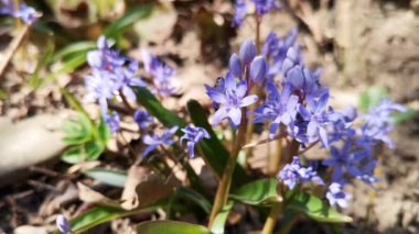 Çiçekli Scilla bifolia çiçekleri Arıyla