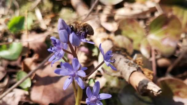 Bloeiende Scilla Bifolia Bloemen Met Een Bij — Stockvideo