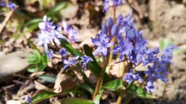 Çiçekli Scilla bifolia çiçekleri Arıyla