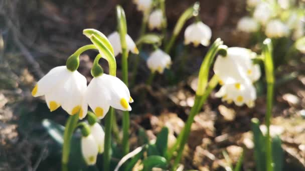 Flor Blanca Primavera Bosque Montaña Primavera — Vídeo de stock