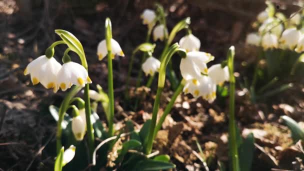 Primavera Flor Branca Florescendo Floresta Montanha Primavera — Vídeo de Stock