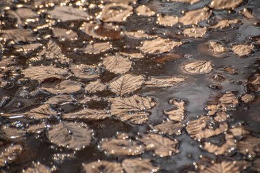 Bir orman birikintisinde dökülen yapraklar.